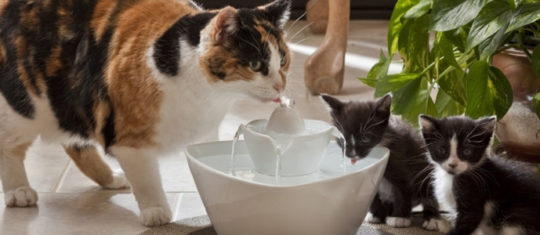 Fontaine à eau pour chat