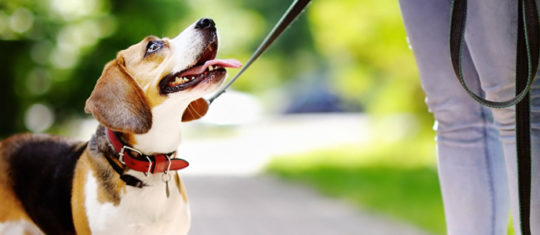 Laisse pour chien