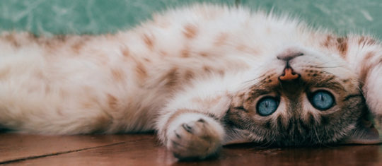 chaton-mignon
