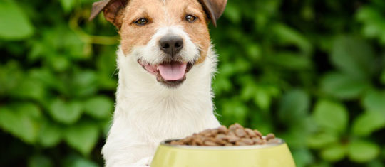 croquettes pour chien