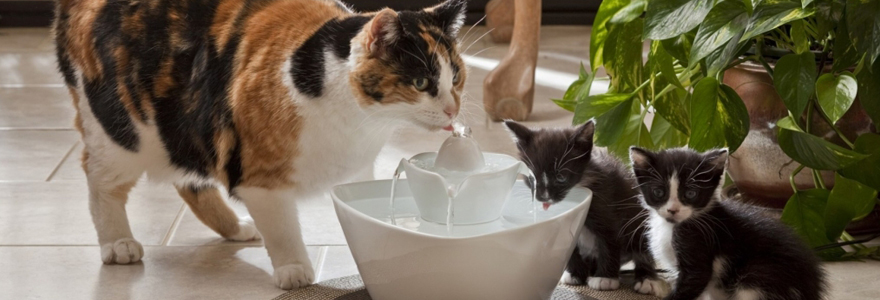 Fontaine à eau pour chat