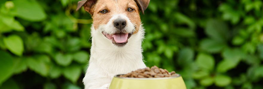 croquettes pour chien